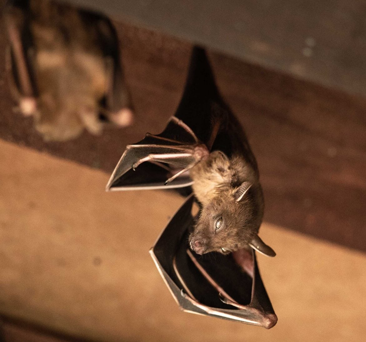 Bat removal services from wildlife removal experts in Nassau County, New York